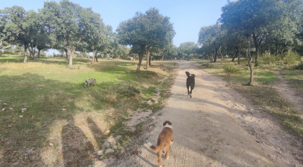 PRECIOSA FINCA RÚSTICA CERCANA AL CASCO DE GALAPAGAR