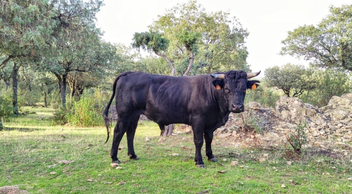 PRECIOSA FINCA RÚSTICA CERCANA AL CASCO DE GALAPAGAR