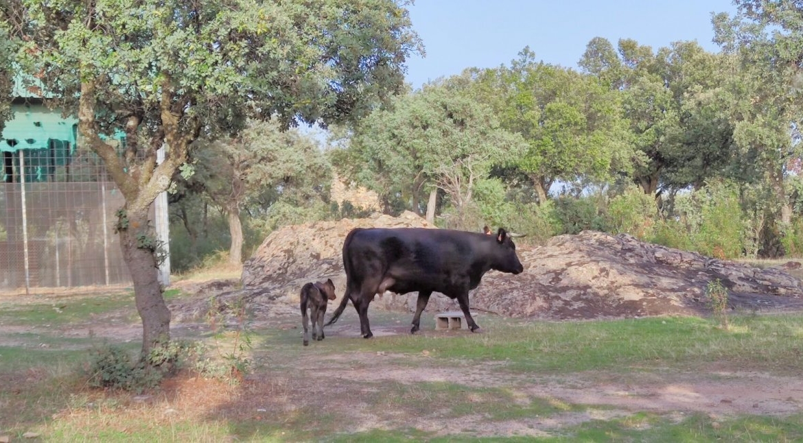 PRECIOSA FINCA RÚSTICA CERCANA AL CASCO DE GALAPAGAR