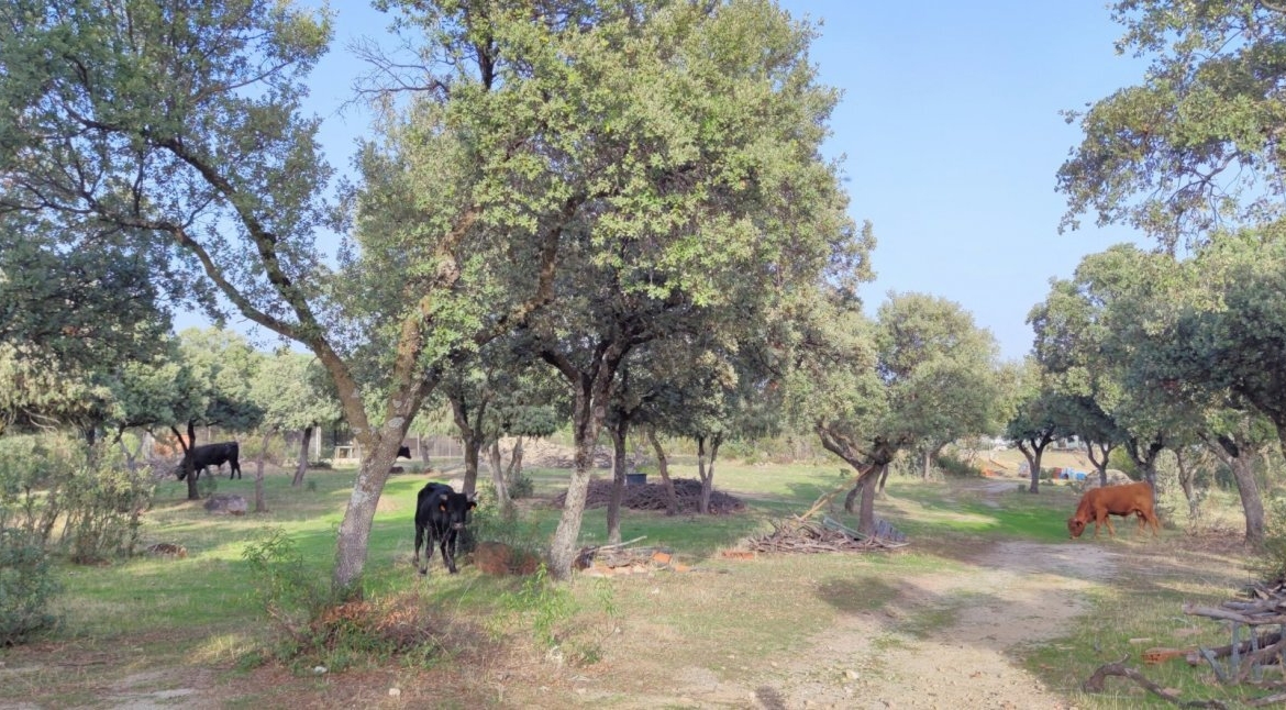 PRECIOSA FINCA RÚSTICA CERCANA AL CASCO DE GALAPAGAR
