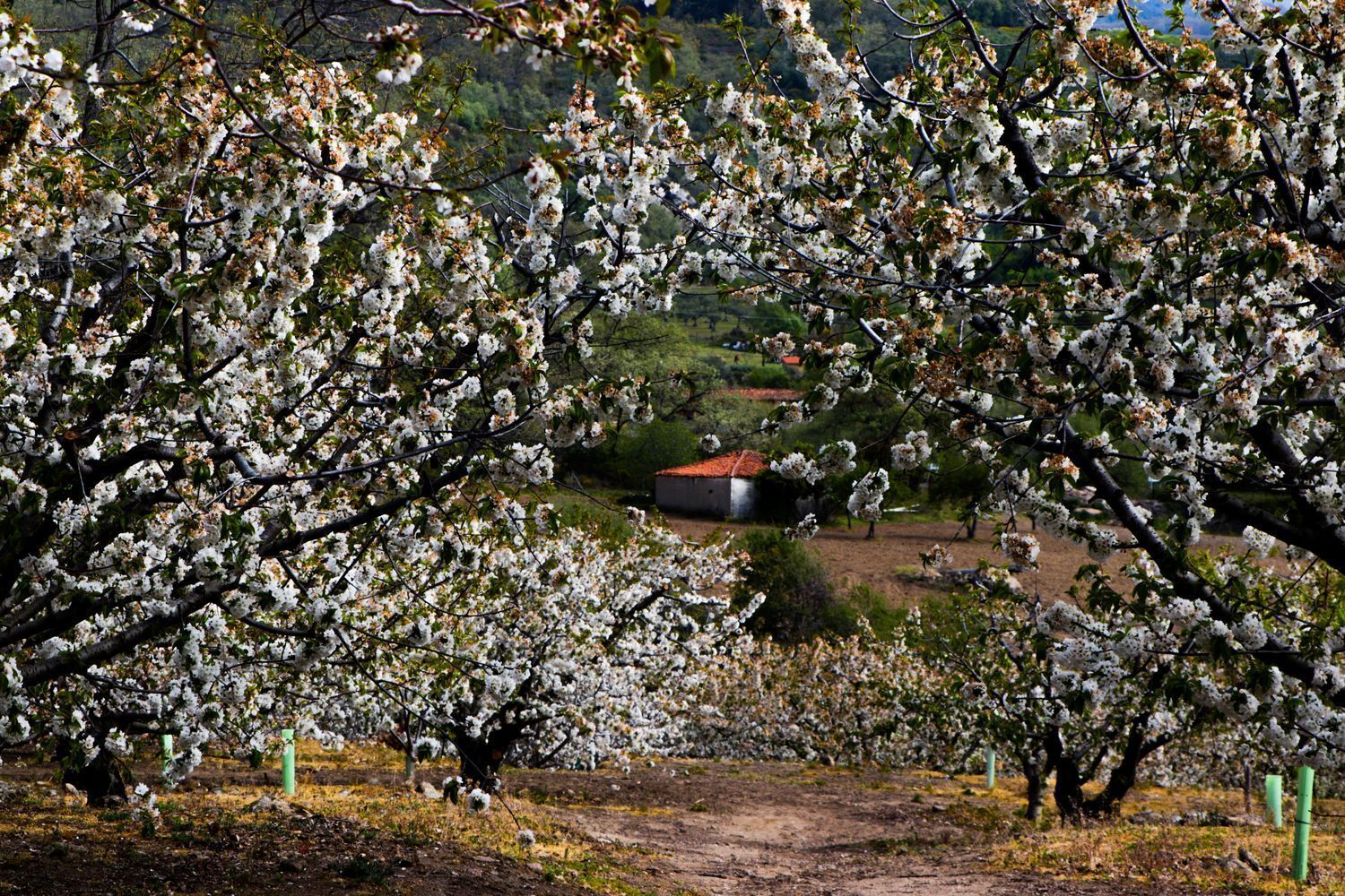 Rustico en alquiler, Jarandilla De La Vera