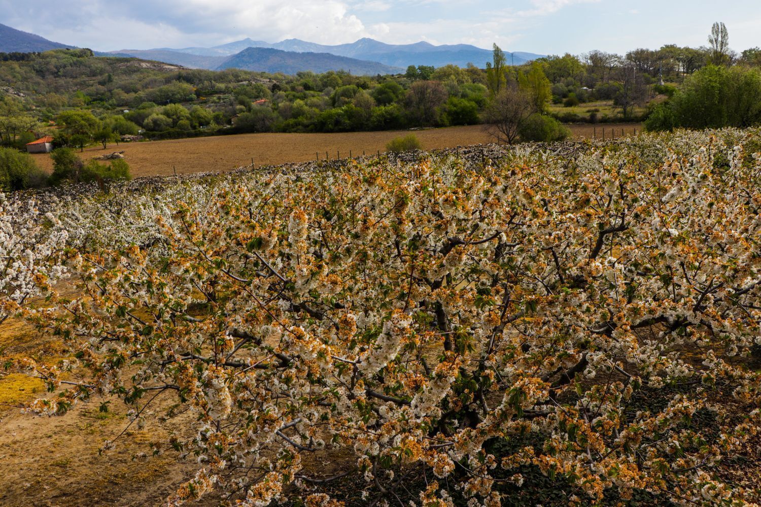 Rustico en alquiler, Jarandilla De La Vera