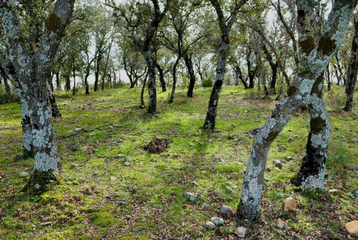 ¡DISFRUTA DE UN MONTE PARA TI!