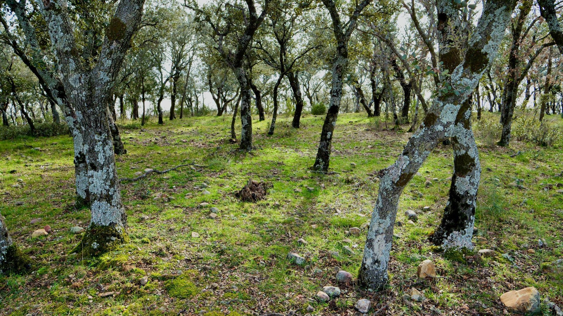 ¡DISFRUTA DE UN MONTE PARA TI!