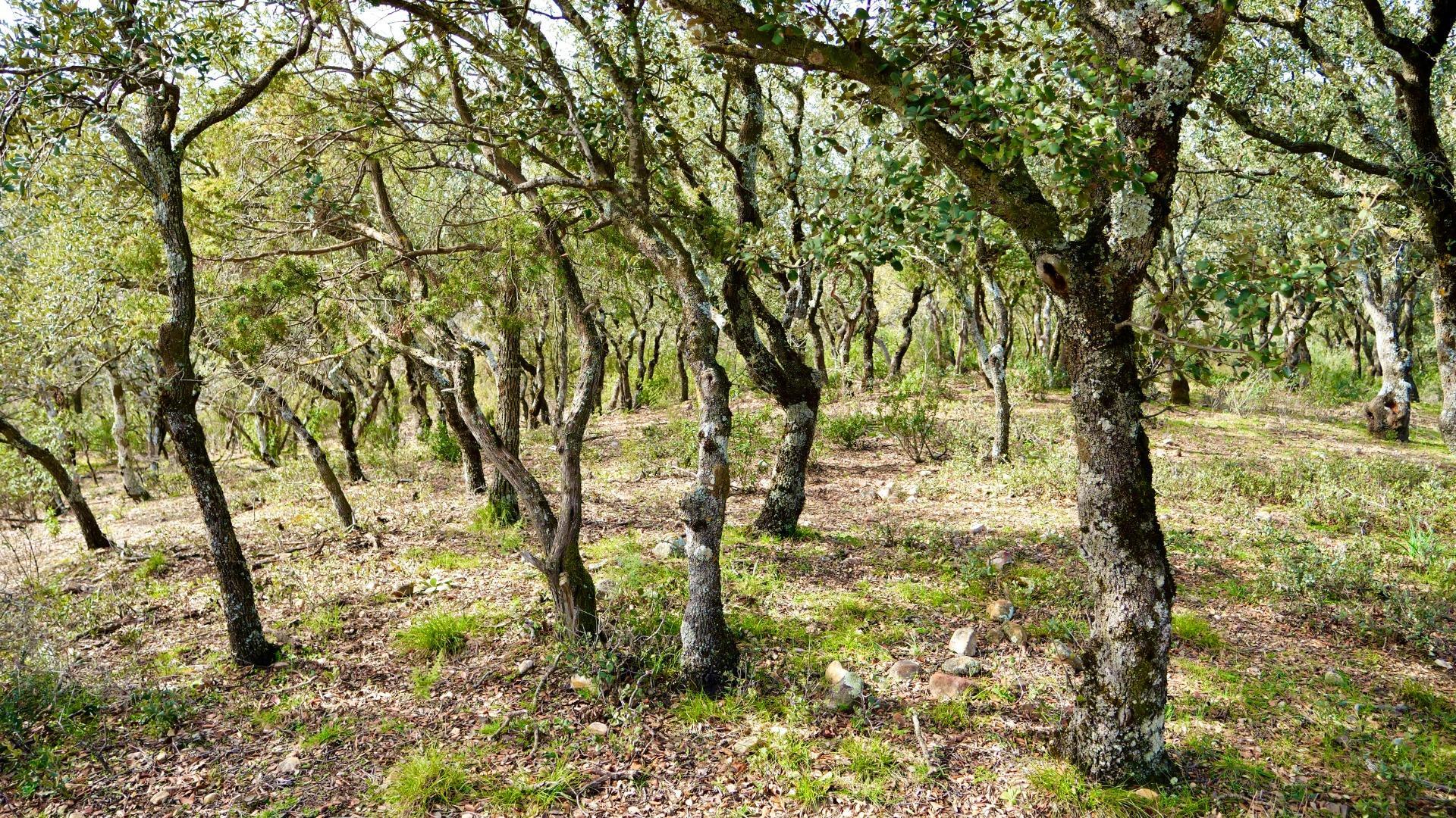 ¡DISFRUTA DE UN MONTE PARA TI!