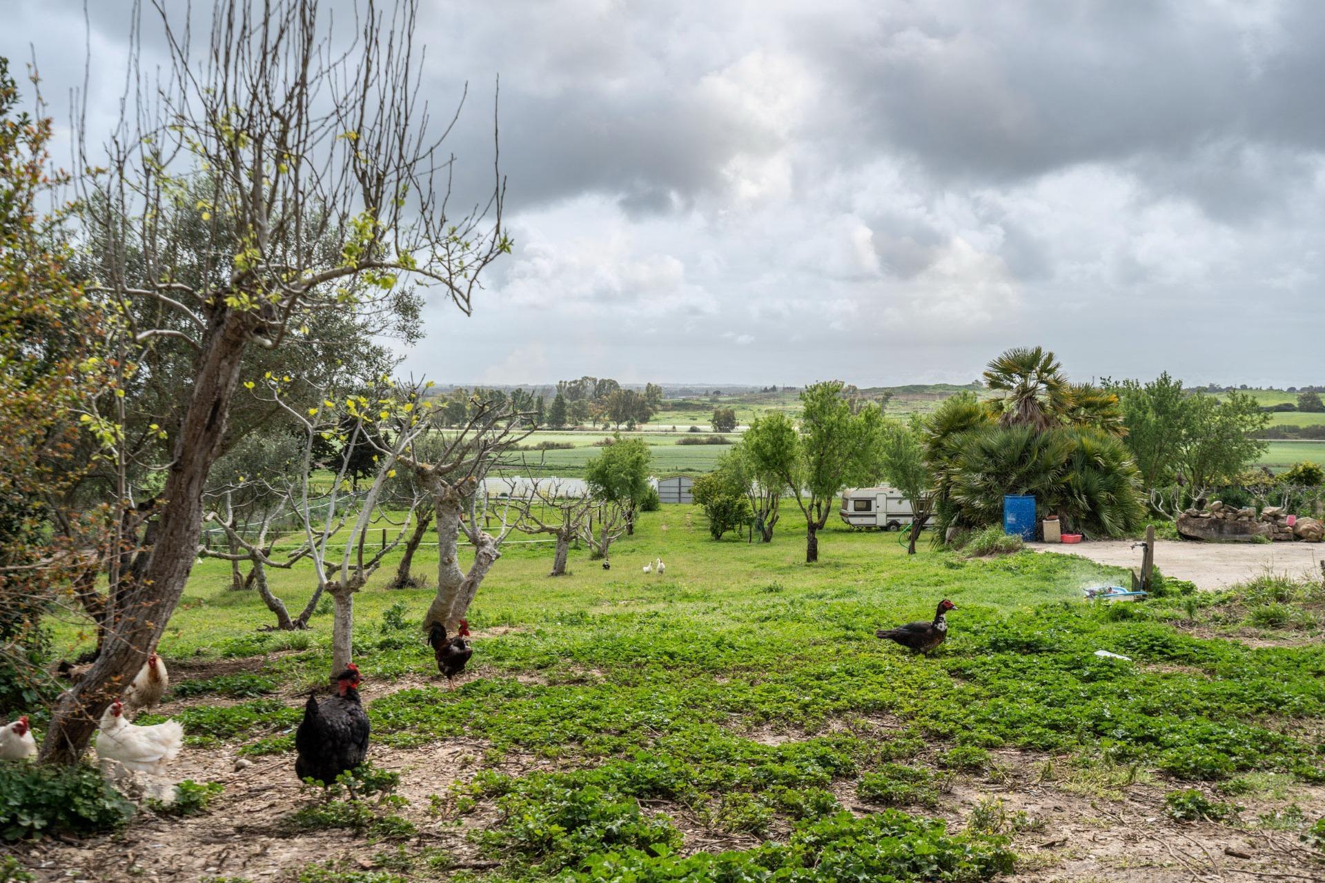 50-91 CORTIJO ANDALUZ CON VARIAS EDIFICACIONES, PISCINA Y 8.000 M² DE TERRENO EN CHICLANA DE LA FRONTERA E