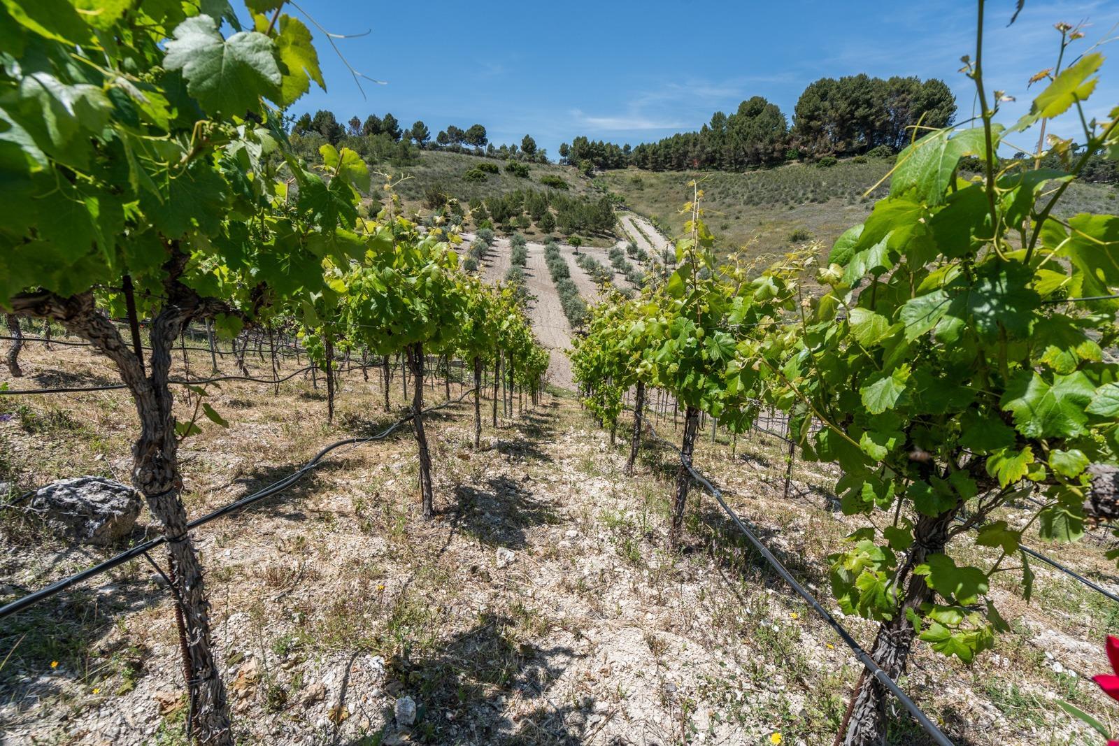 ^^ EN VENTA EXCLUSIVA – IMPRESIONANTE FINCA DE 4 HECTÁREAS EN VALGRANDE, CHINCHÓN ^**^  Ponemos a la
