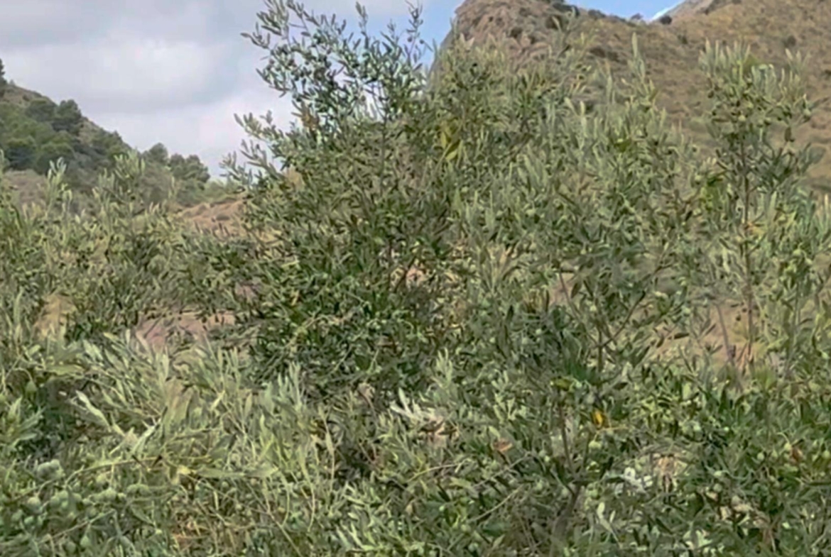 ^^FINCA RÚSTICA DE MÁS DE 2.500.000 M² EN ALQUILER CON OPCIÓN A COMPRA, CON POSIBILIDAD DE RECONSTRUCCIÓN DE VIVIENDAS DE MÁS DE 600 M², ENTRE LORCA Y ÁGUILAS, MURCIA. VISTAS AL MAR^^ Se ofrec