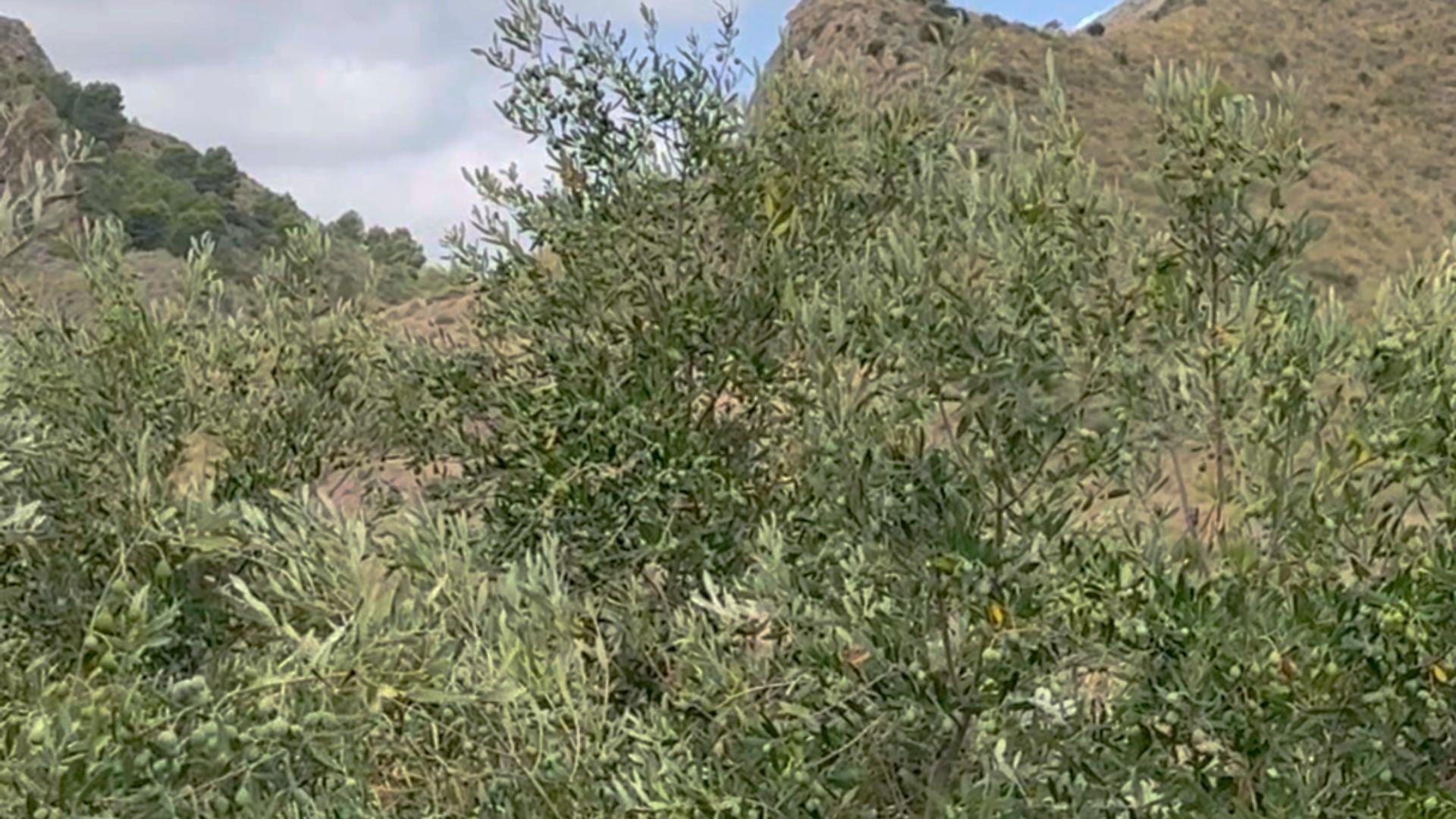 18-15 ^^FINCA RÚSTICA DE MÁS DE 2.500.000 M² EN ALQUILER CON OPCIÓN A COMPRA, CON POSIBILIDAD DE RECONSTRUCCIÓN DE VIVIENDAS DE MÁS DE 600 M², ENTRE LORCA Y ÁGUILAS, MURCIA. VISTAS AL MAR^^ Se ofrec