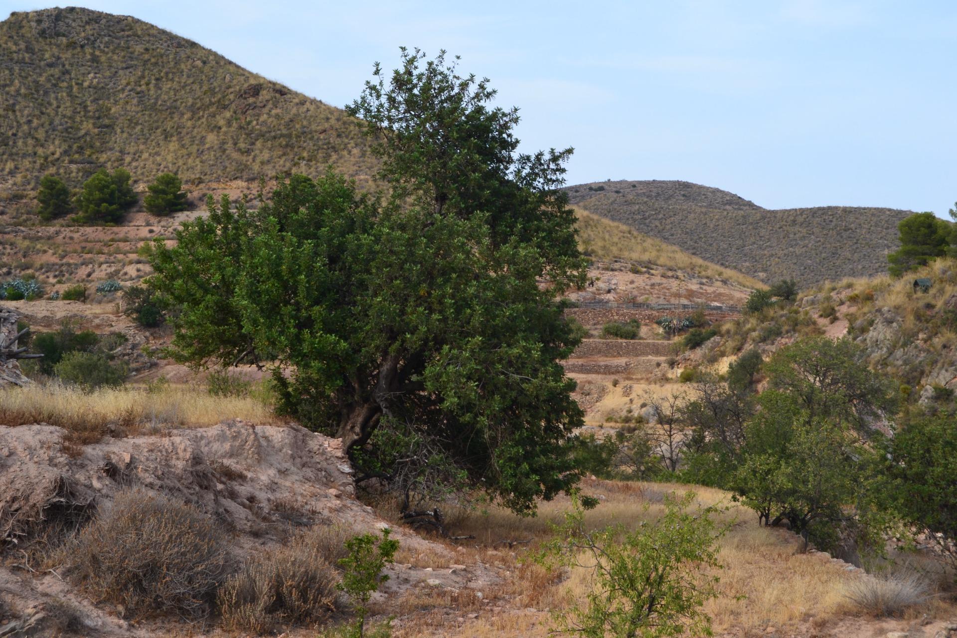 18-7 ^^FINCA RÚSTICA DE MÁS DE 2.500.000 M² EN ALQUILER CON OPCIÓN A COMPRA, CON POSIBILIDAD DE RECONSTRUCCIÓN DE VIVIENDAS DE MÁS DE 600 M², ENTRE LORCA Y ÁGUILAS, MURCIA. VISTAS AL MAR^^ Se ofrec
