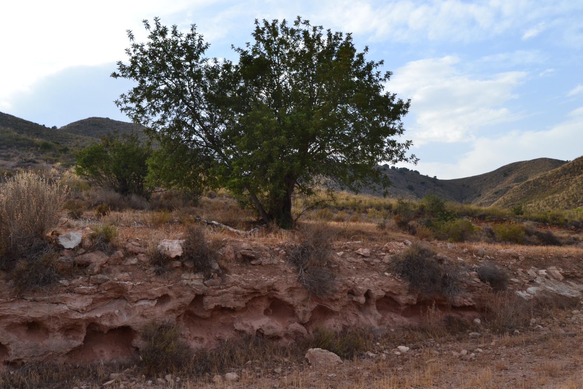 18-8 ^^FINCA RÚSTICA DE MÁS DE 2.500.000 M² EN ALQUILER CON OPCIÓN A COMPRA, CON POSIBILIDAD DE RECONSTRUCCIÓN DE VIVIENDAS DE MÁS DE 600 M², ENTRE LORCA Y ÁGUILAS, MURCIA. VISTAS AL MAR^^ Se ofrec